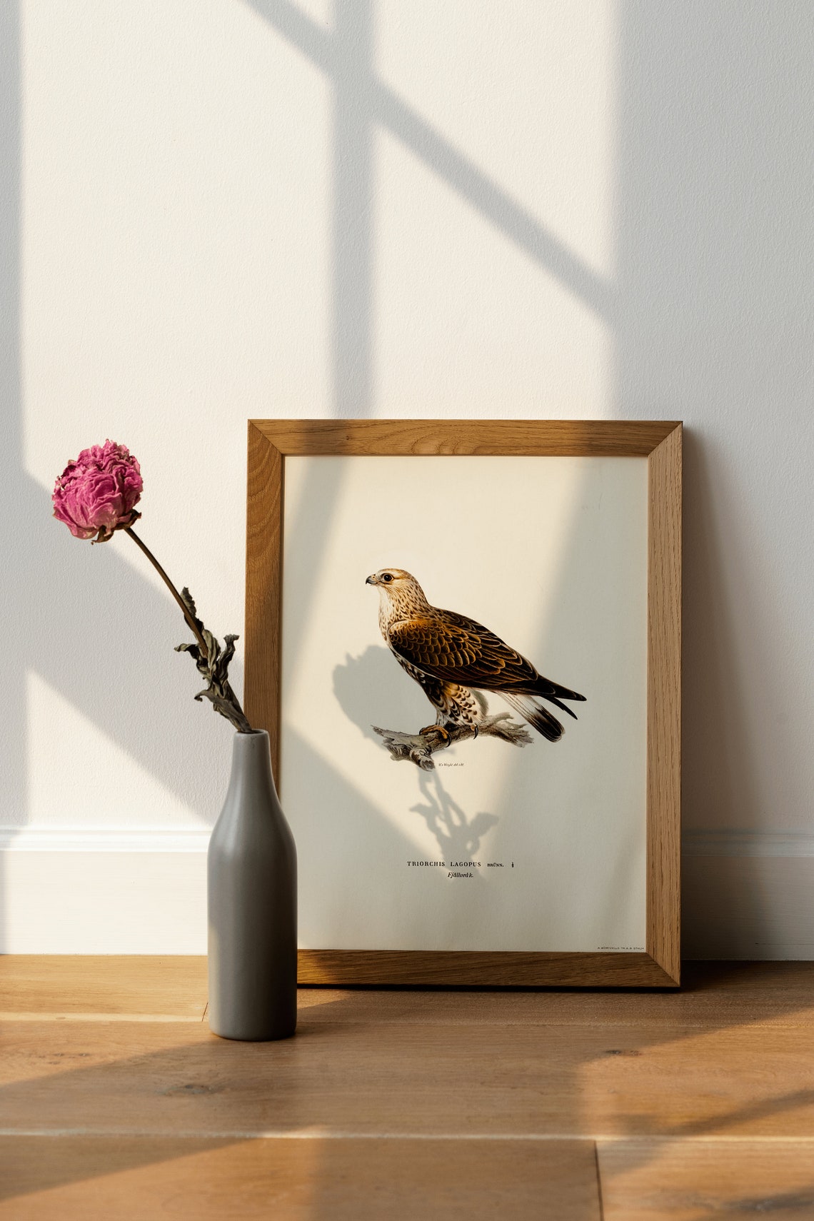 Rough Legged Buzzard Bird of Prey Vintage Illustration Art Print - Image 4