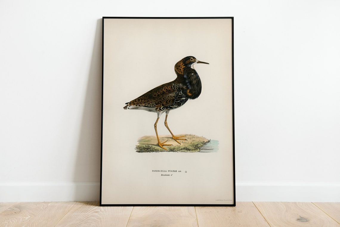 Male Ruff Wading Bird Vintage Ornithology Illustration Art Print