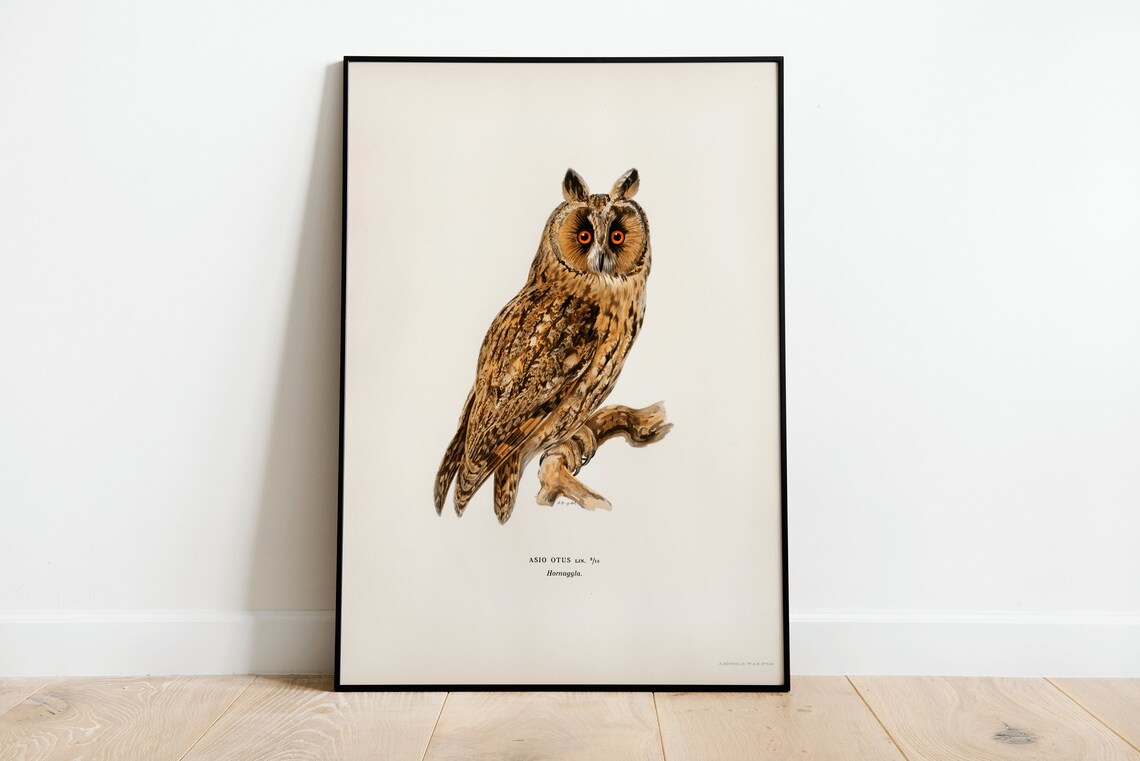 Long Eared Owl Bird Vintage Ornithology Illustration Art Print