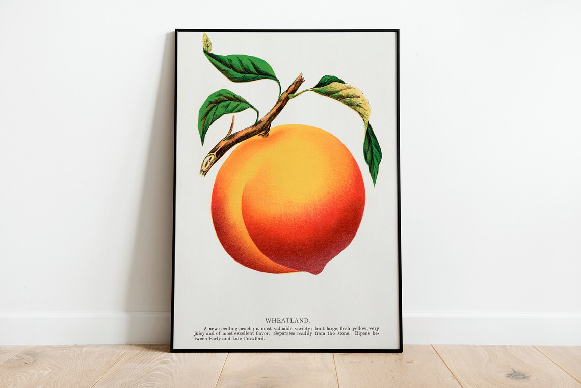 Vintage Peach Botanical Art Print, Classic Decor