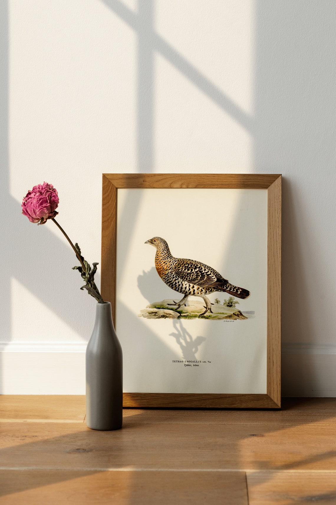 Western Capercaillie Female Game Bird Vintage Illustration Poster - Image 4