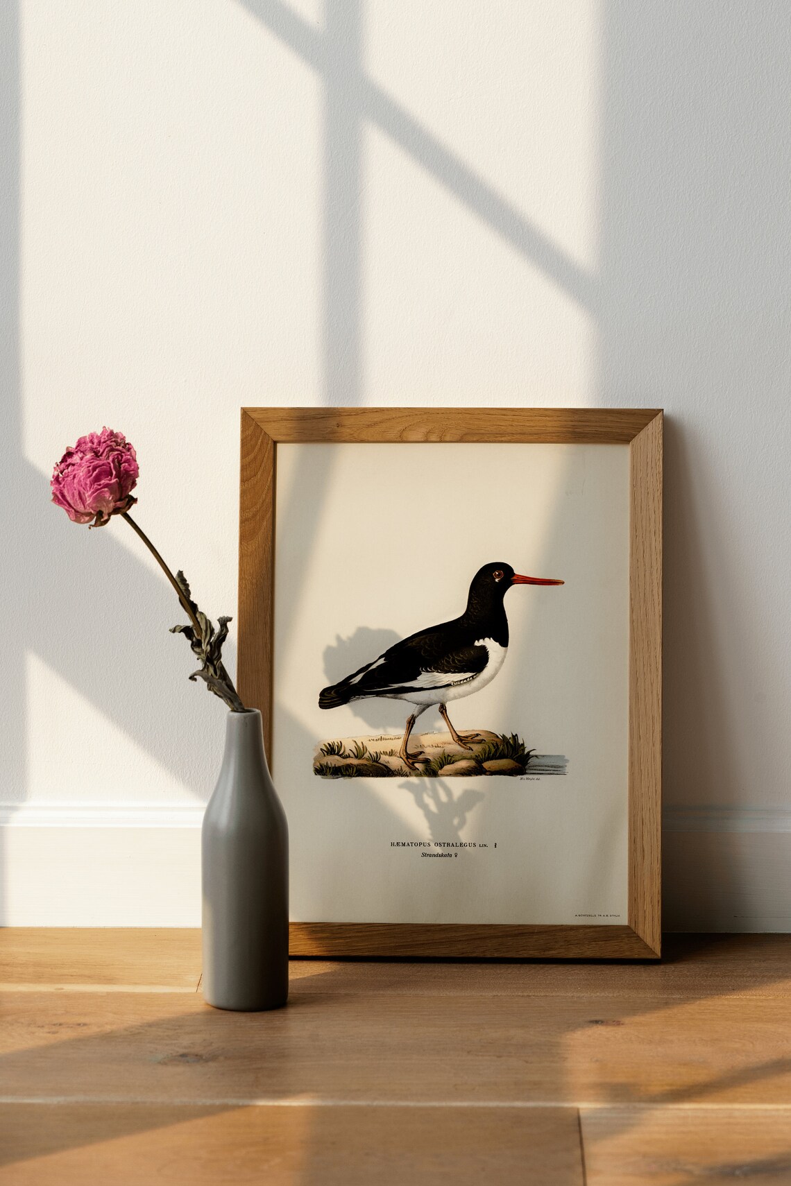 Oystercatcher Female Bird Vintage Nature Art Print - Image 4