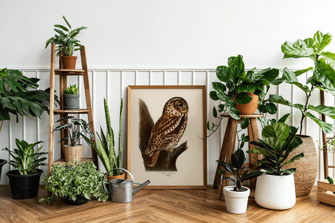 Tawny Owl Bird Of Prey Vintage Nature Art Print - Image 3