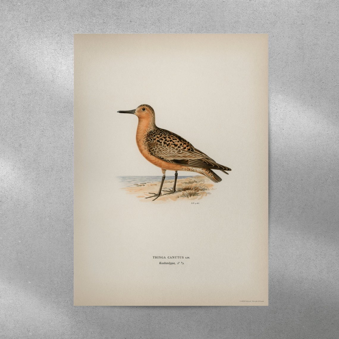 Red Knot Male Shorebird Vintage Natural History Print Bird Study Art - Image 5