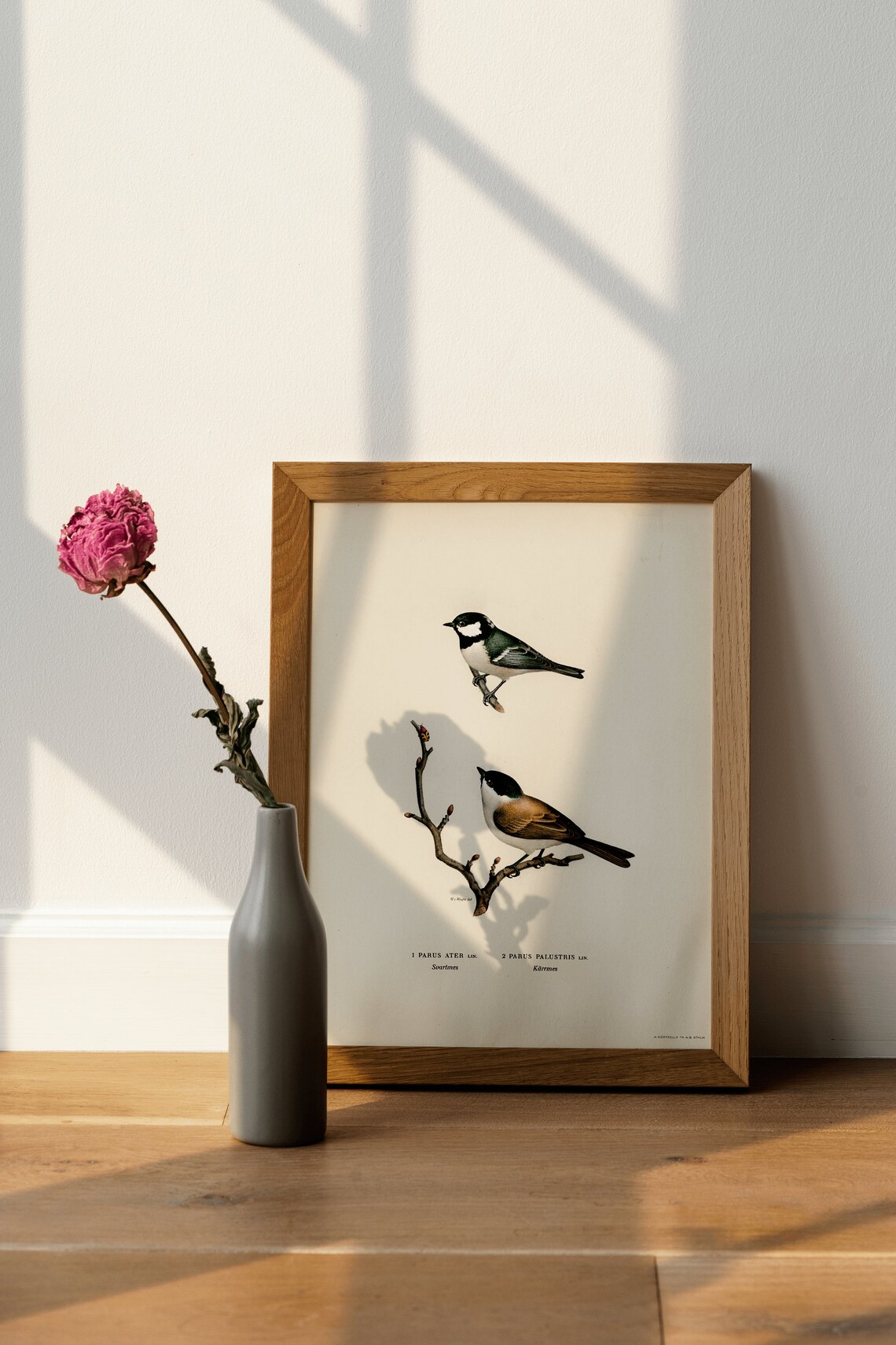 Coal Tit Bird Vintage Nature Art Print Poster - Image 4