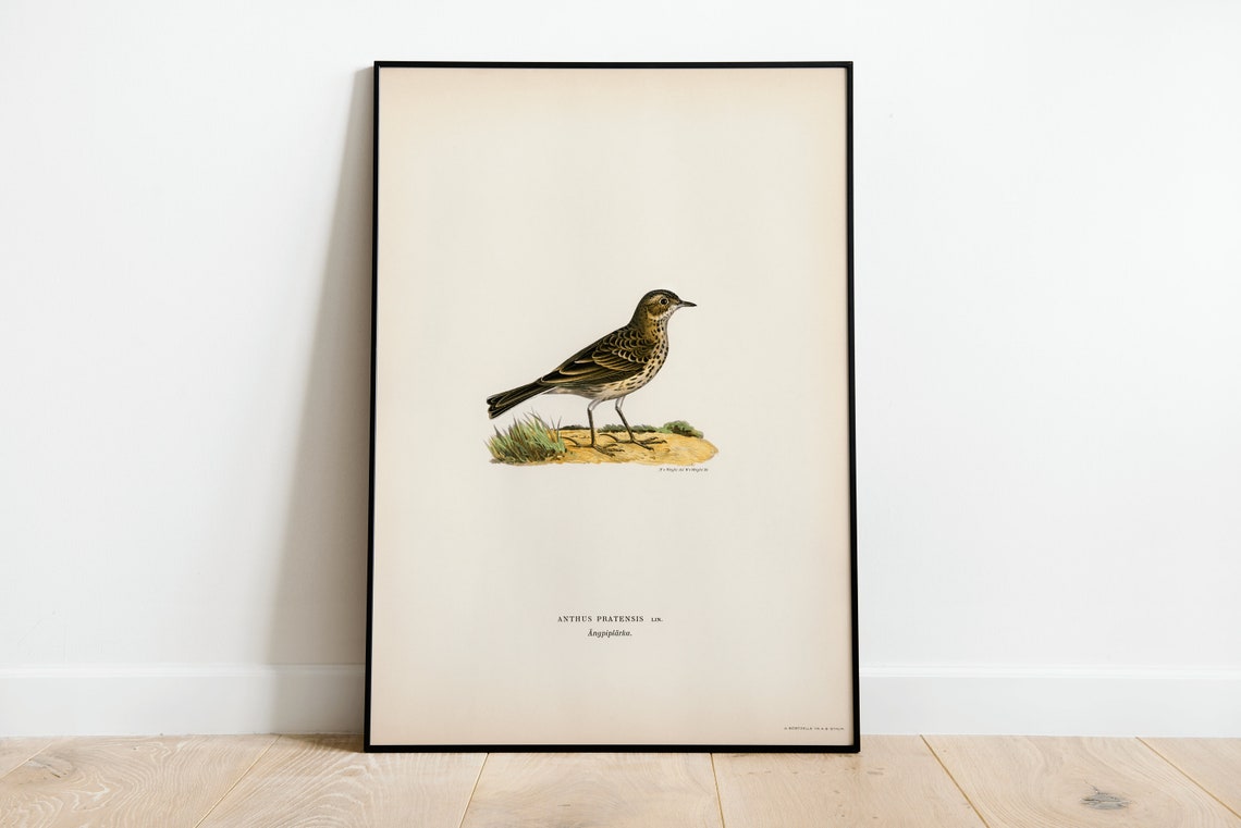 Meadow Pipit Vintage Bird Illustration Natural History Museum Poster