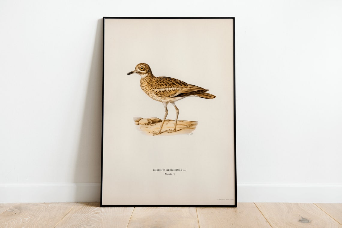 Stone Curlew Vintage Ornithology Illustration Classic Naturalist Print