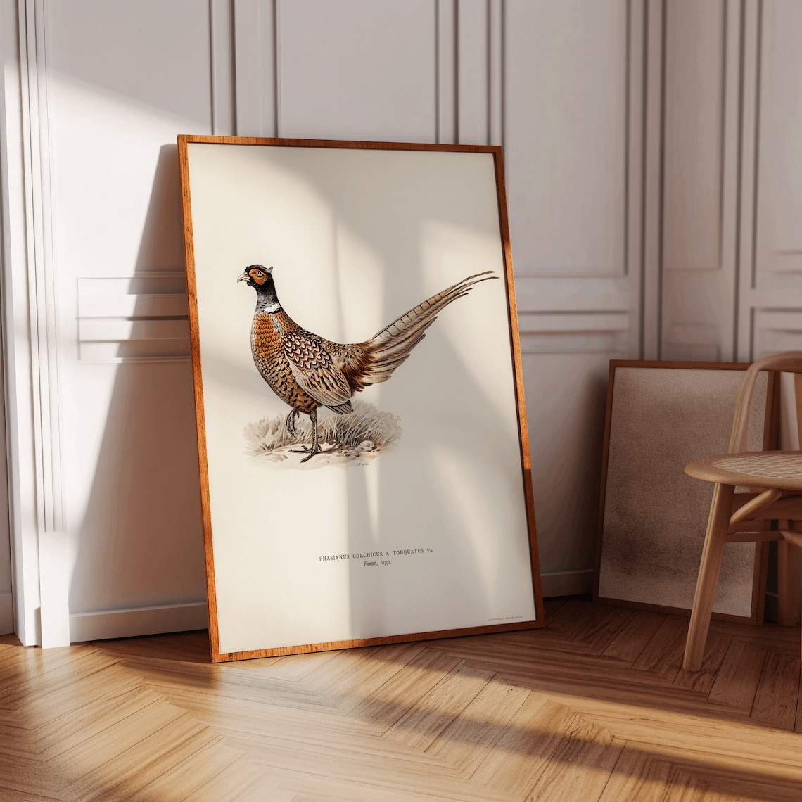 Pheasant Male Bird Vintage Nature Art Print