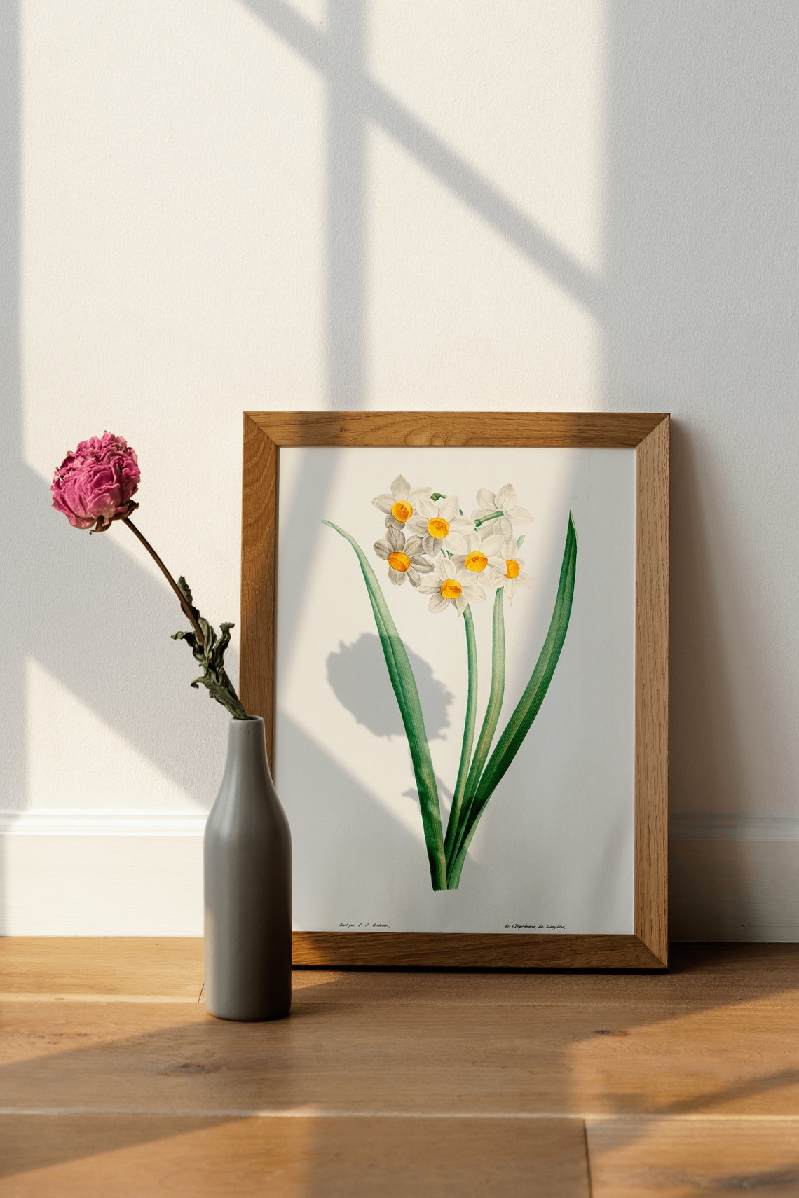 White Daffodil Narcissus Vintage Botanical Illustration Poster - Image 4