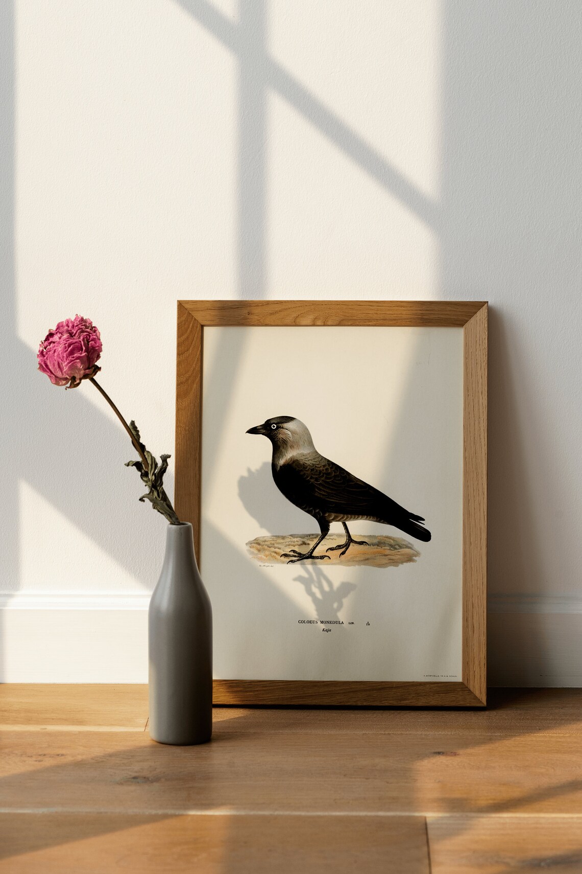 Vintage Jackdaw Bird Art Print, Classic Nature Decor - Image 4