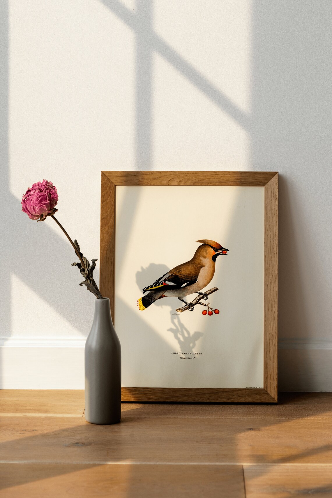 Bohemian Waxwing Bird Art Print, Vintage Nature Decor - Image 4