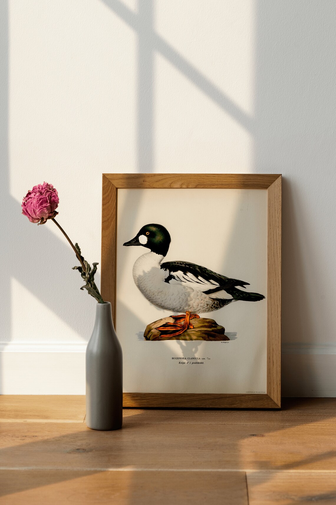 Goldeneye Duck Male Vintage Bird Illustration Archival Poster - Image 4