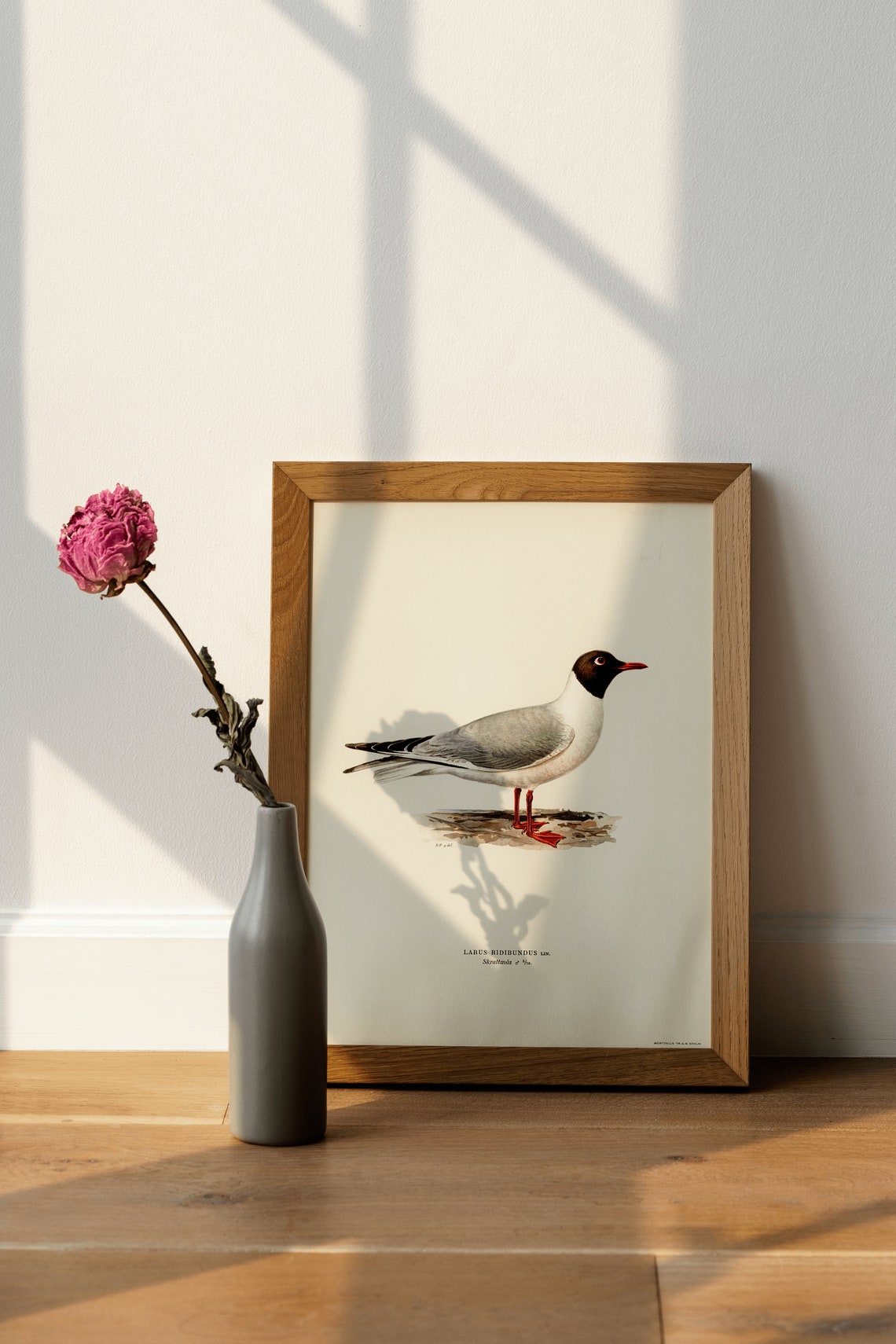 Black Headed Gull Summer Plumage Vintage Bird Illustration Print - Image 4