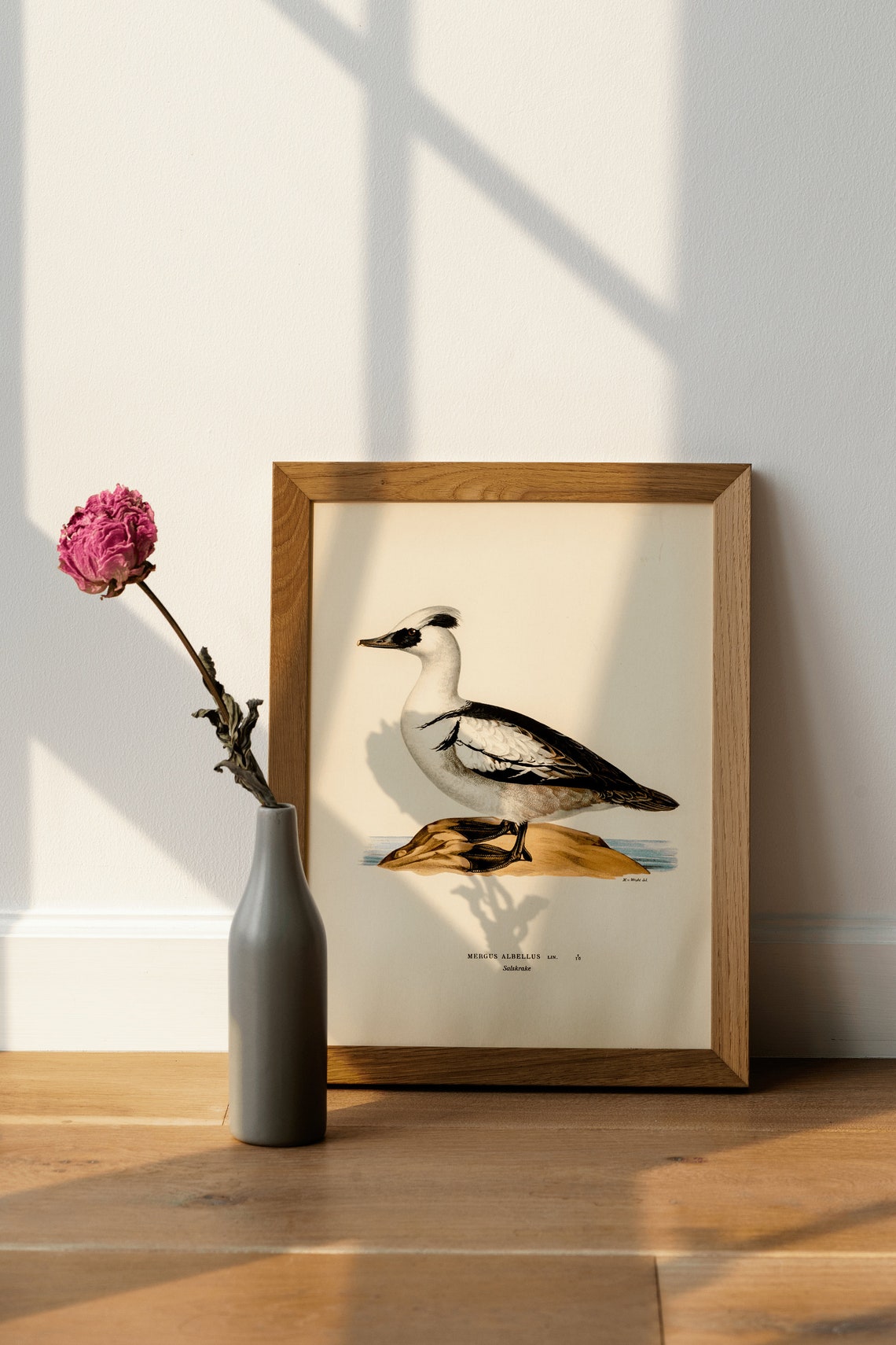 Smew Duck Vintage Ornithology Waterfowl Illustration Art Print - Image 4