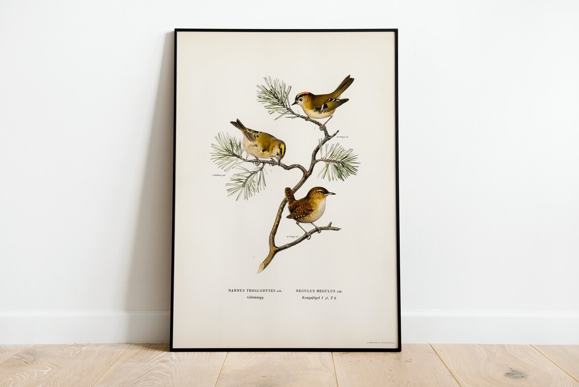 Goldcrest Wren Vintage Nature Art Print Poster
