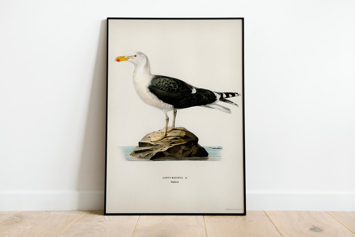 Great Black Backed Gull Larus Marinus Vintage Seabird Art Print