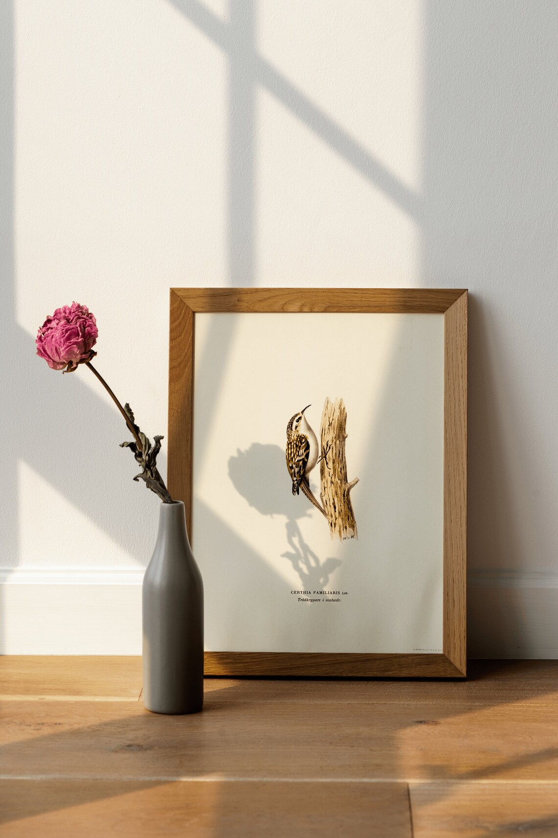 Treecreeper Bird Vintage Nature Art Print - Image 4