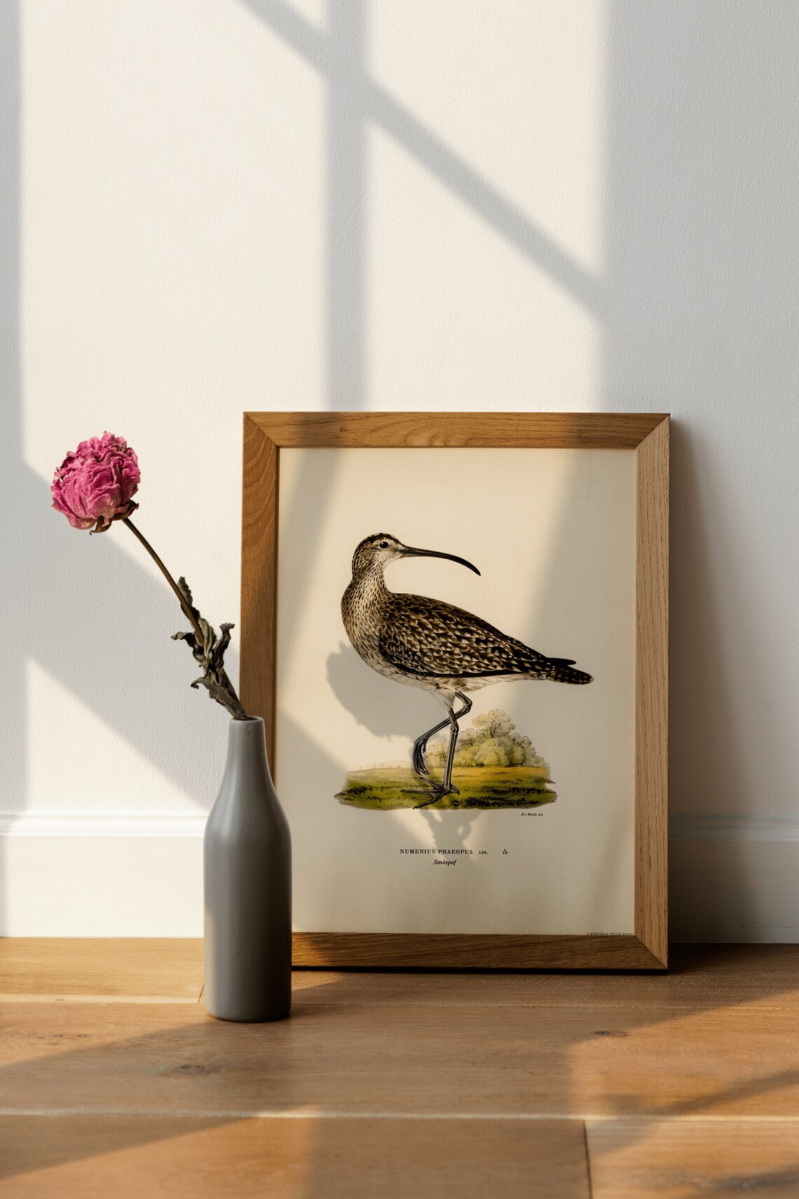 Whimbrel Bird Vintage Nature Art Print Poster - Image 3