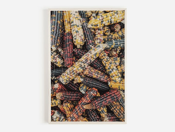 Colorful Indian Corn Harvest Farmhouse Fall Photography Poster