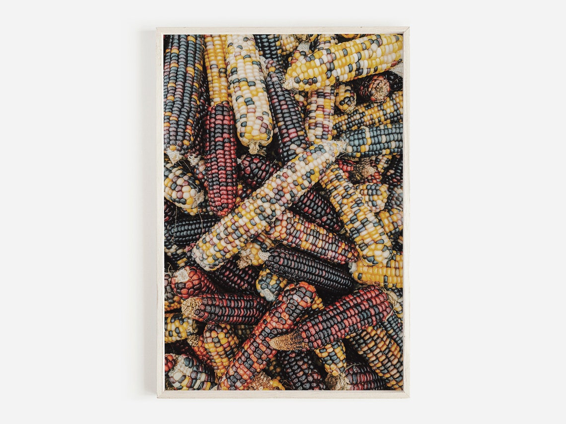 Colorful Indian Corn Harvest Farmhouse Fall Photography Poster