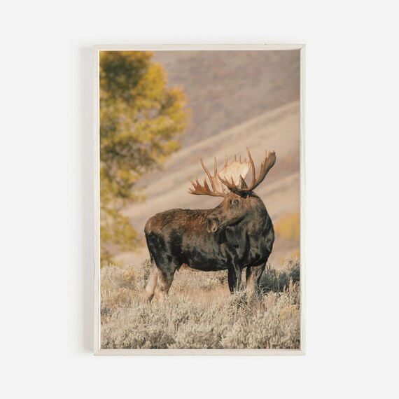 Bull Moose In Autumn Sagebrush Wildlife Nature Photography Poster