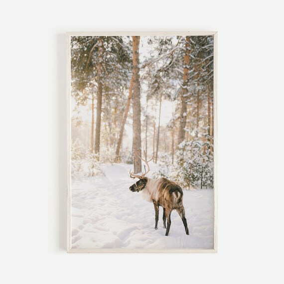 Reindeer in Snowy Pine Forest Winter Wildlife Christmas Photograph Poster