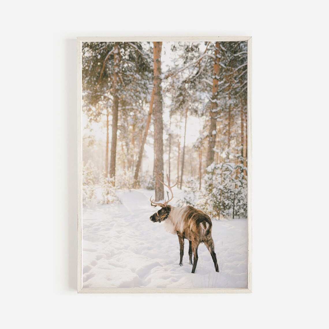Reindeer in Snowy Pine Forest Winter Wildlife Christmas Photograph Poster