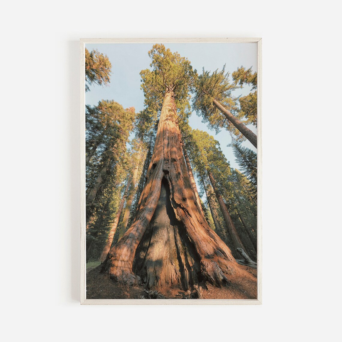 Eureka Redwood Trees Nature Photography Art Print