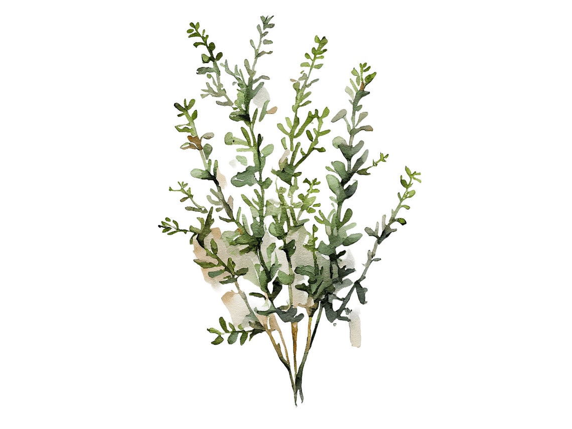 Thyme Herb Watercolor Minimalist Botanical Kitchen Green Poster