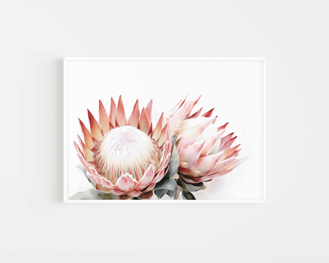 Pink Protea Blossoms Watercolor Close-Up Floral Botanical Poster - Image 2