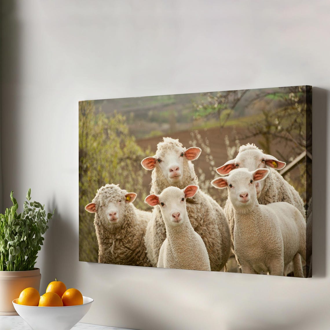 Curious Sheep Lambs Flock Close Up Farm Animal Photography Poster