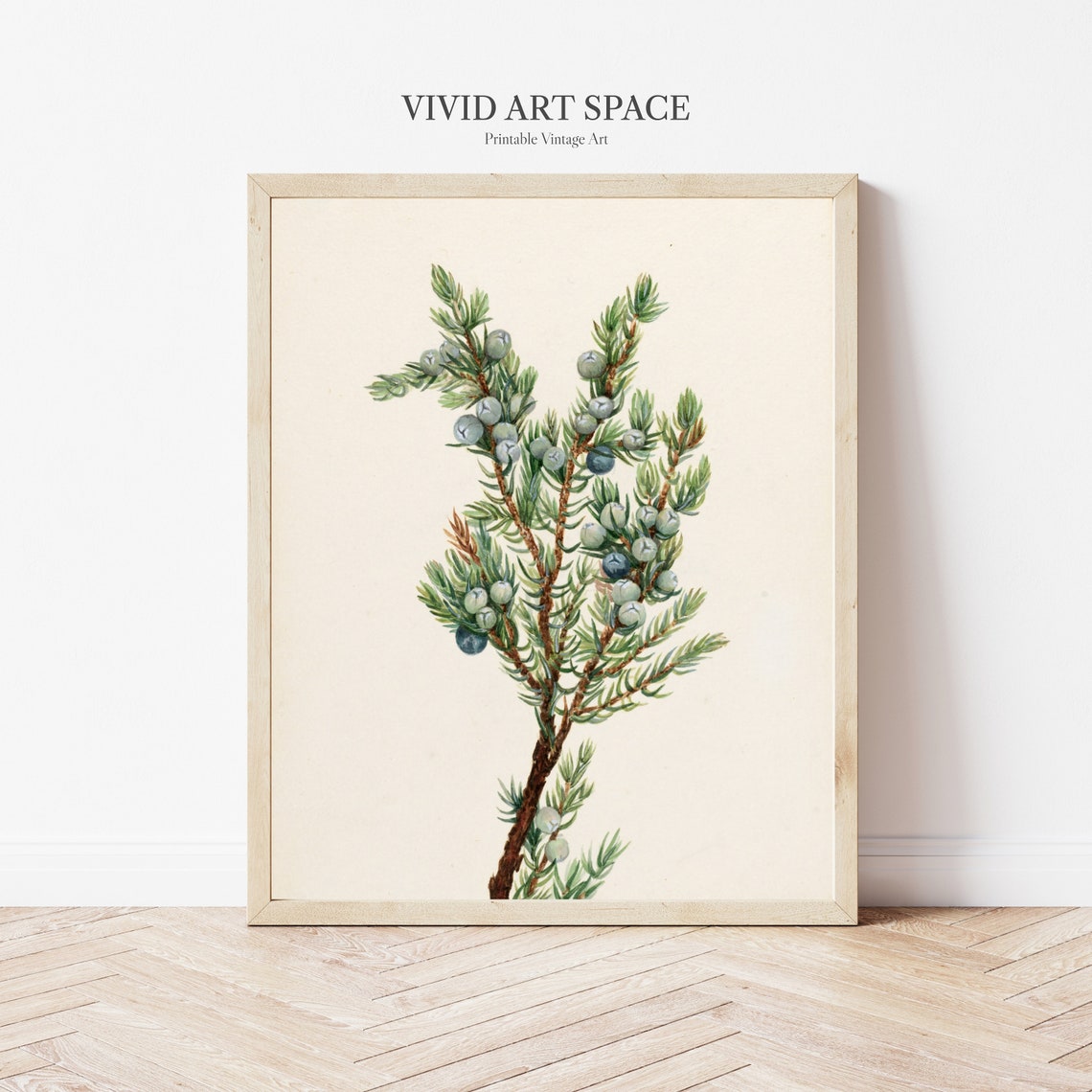Blue Juniper Berries on a Branch Vintage Botanical Art Print - Image 2