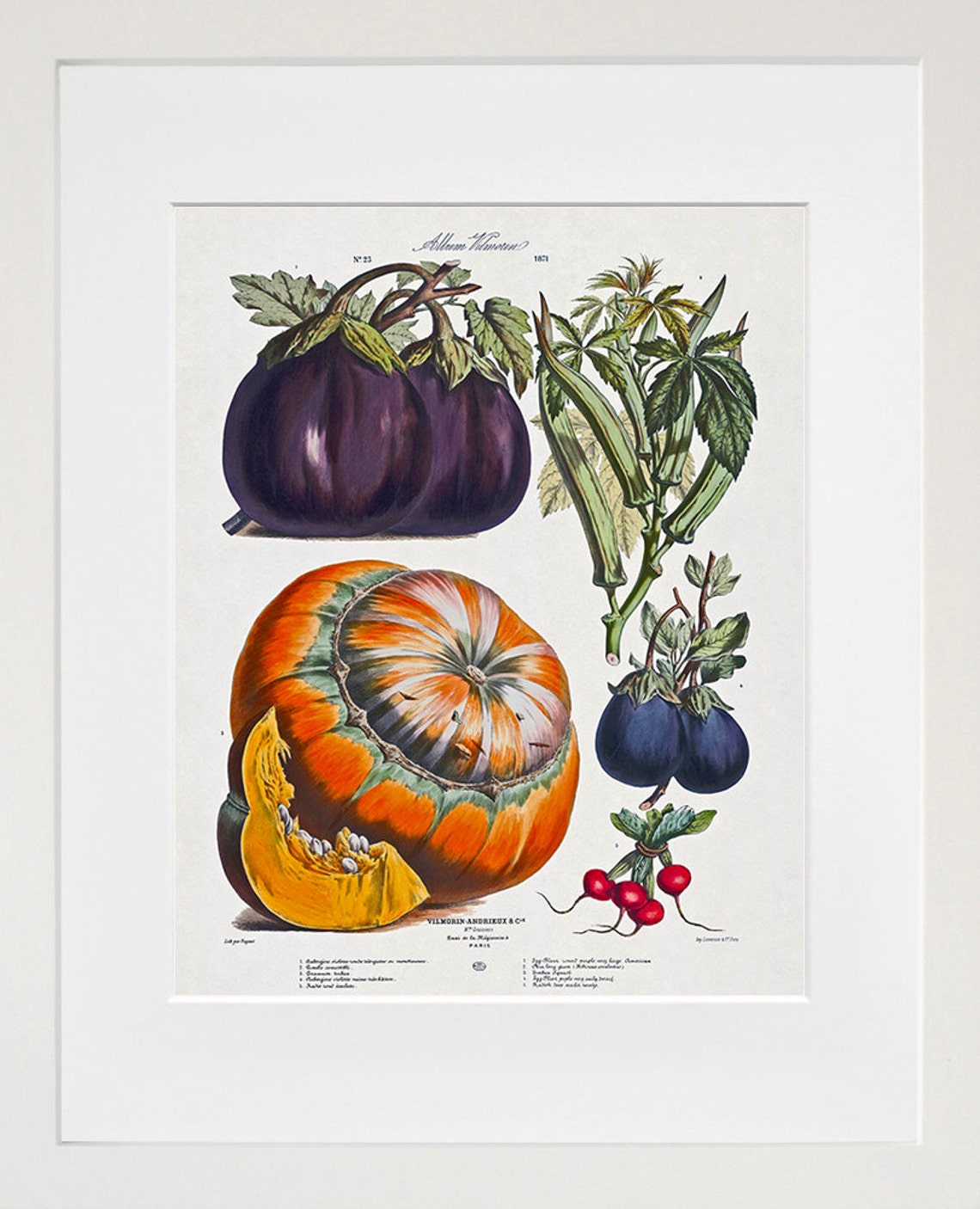 Vilmorin Botanical Vintage Vegetable Eggplant Pumpkin Art Poster - Image 2