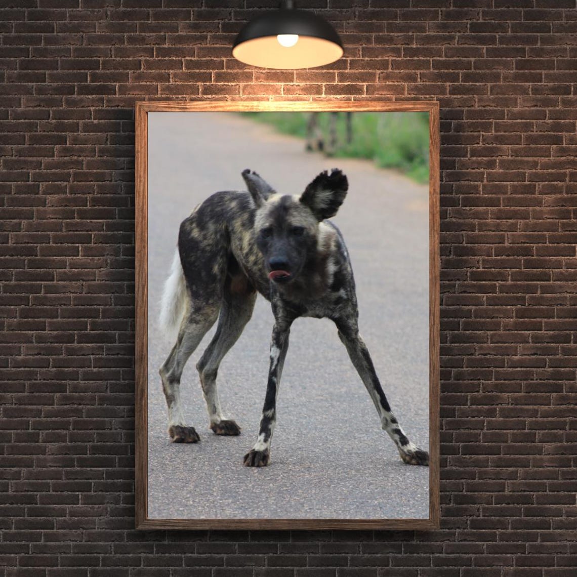 African Wild Dog Standing On A Safari Road Looking At Camera Poster - Image 2