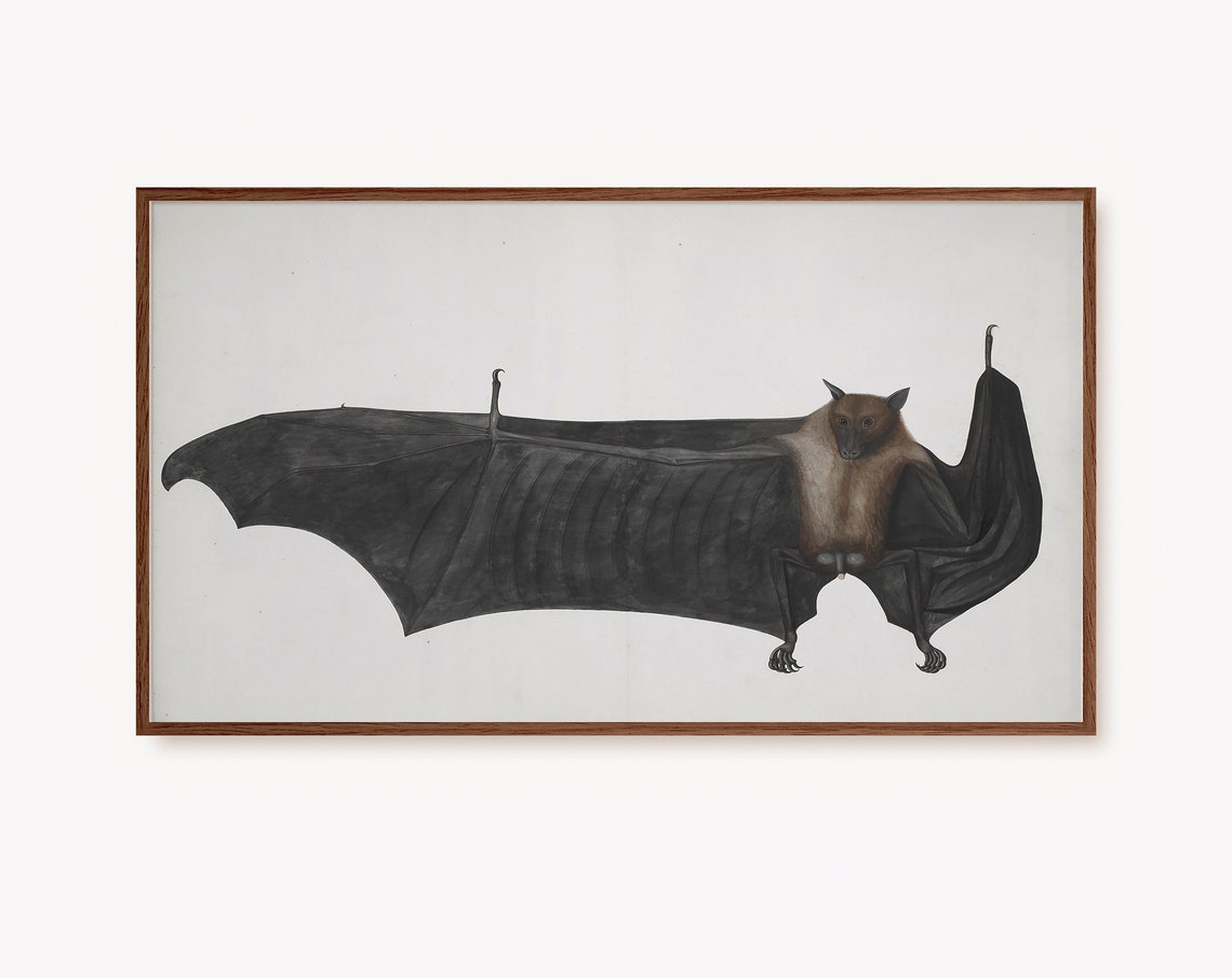 Vintage Flying Fox Bat Antique Natural History Artwork Poster