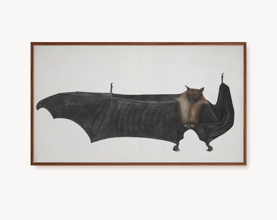 Vintage Flying Fox Bat Antique Natural History Artwork Poster