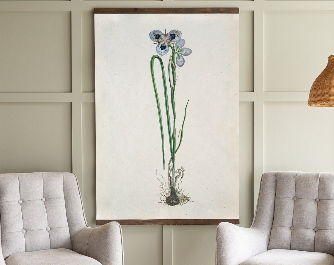 Vintage Botanical Blue Iris Illustration Classic Floral Poster