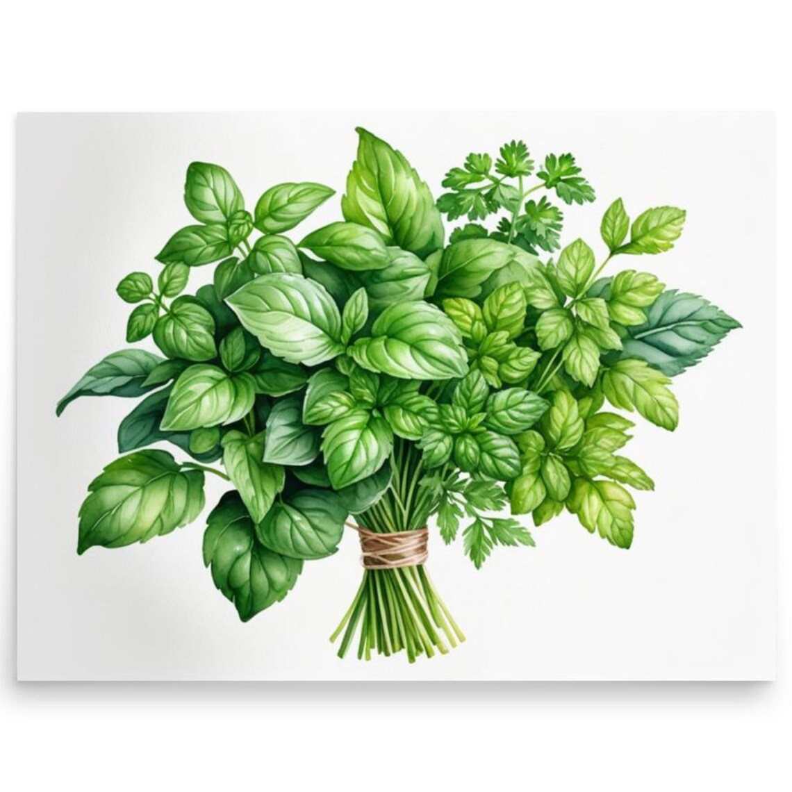Parsley and Basil Watercolor Art Print, Botanical Herbs
