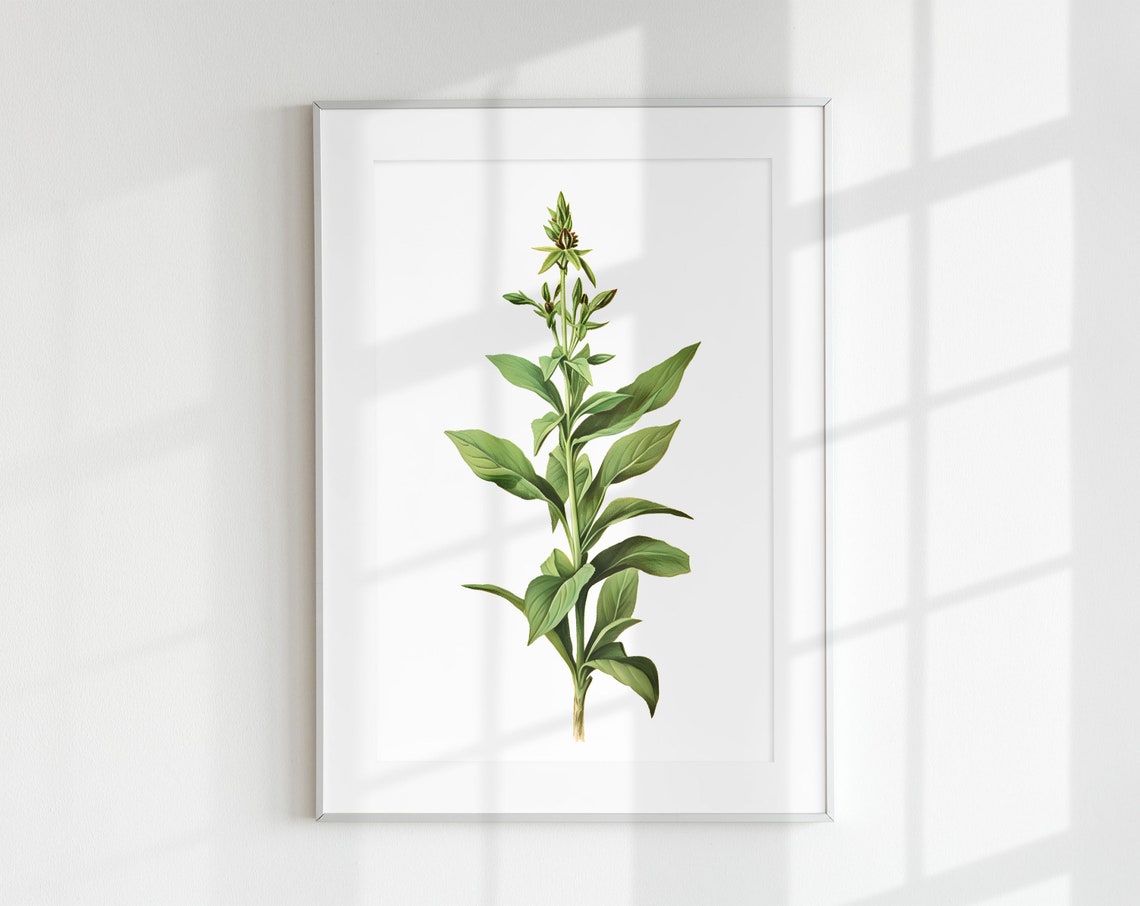 Garden Sage Sprig Vintage Botanical Herb Illustration Wall Art Print