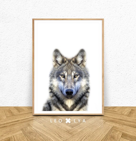 Gray Wolf Face Close Up White Background Wildlife Photo Poster
