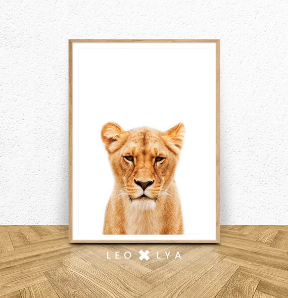 Lioness Wildlife Portrait White Background Safari Animal Art Poster