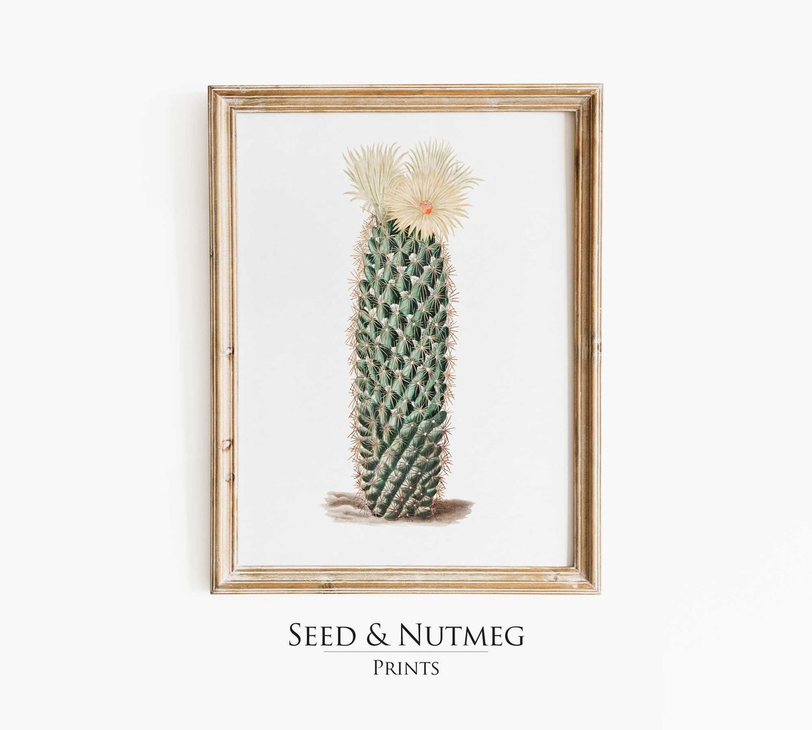 Yellow Flowering Columnar Cactus Vintage Botanical Art Print