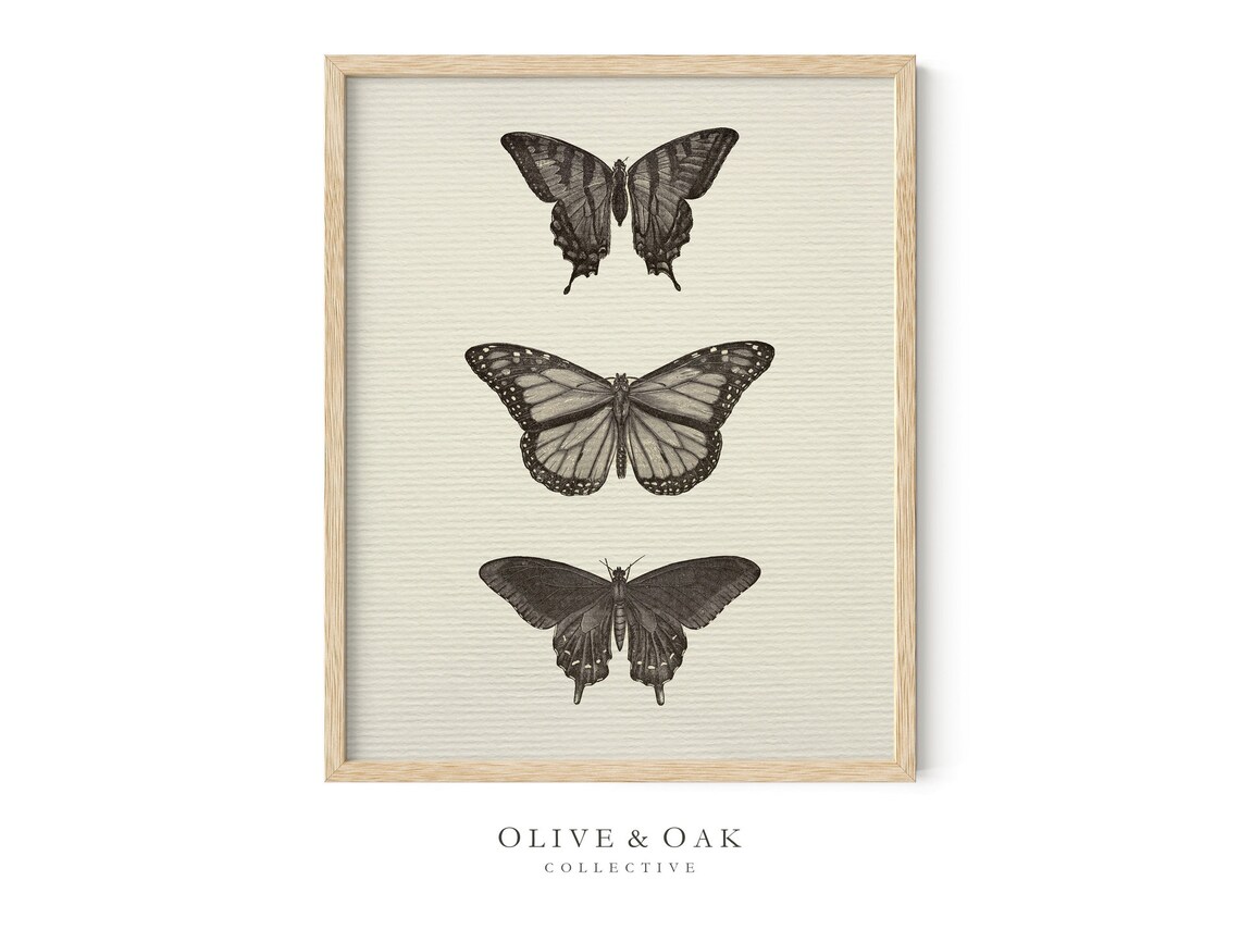 Vintage Neutral Butterfly Print, Antique Drawing - Image 4