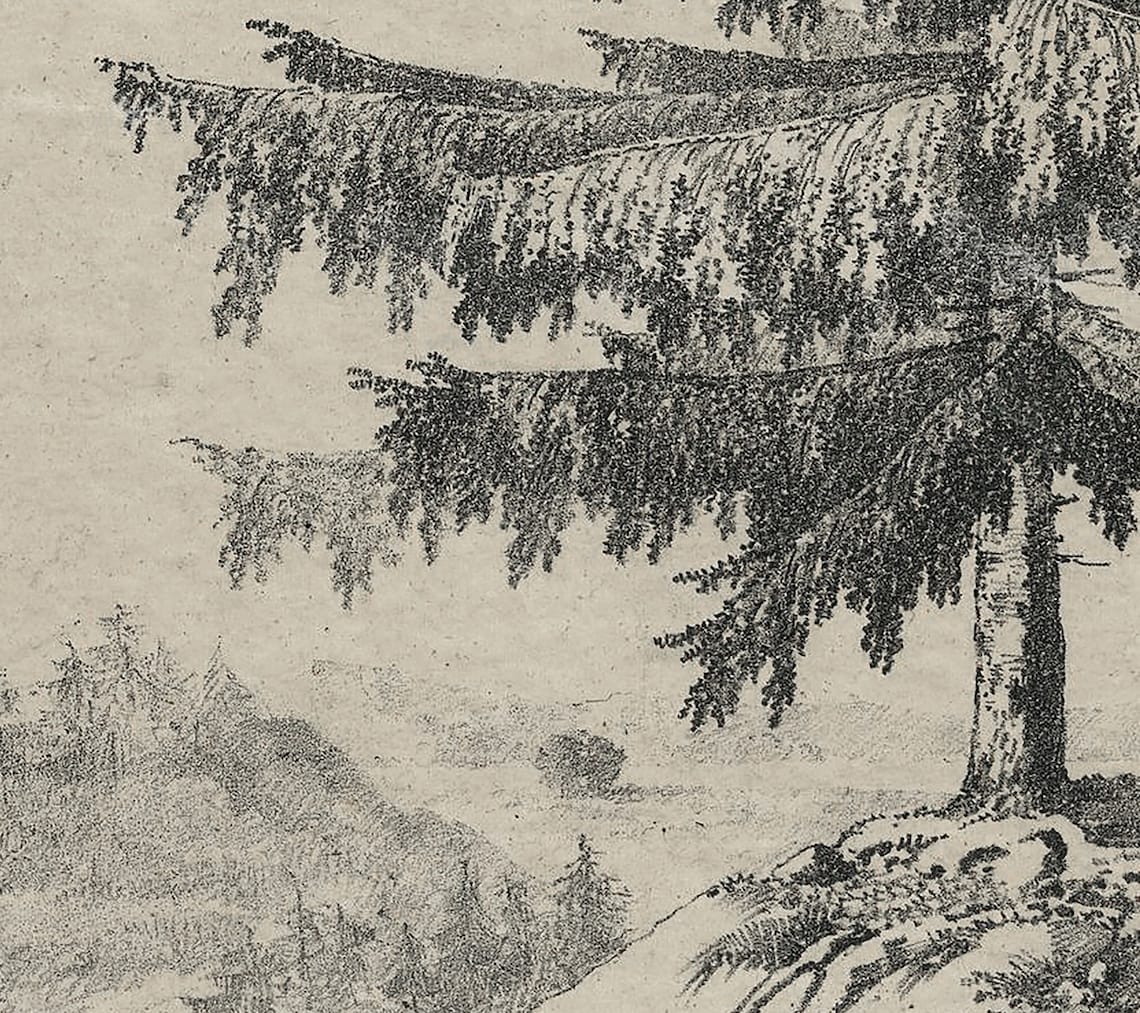Vintage Tree Sketch Art Print, Rustic Spruce Drawing - Image 3