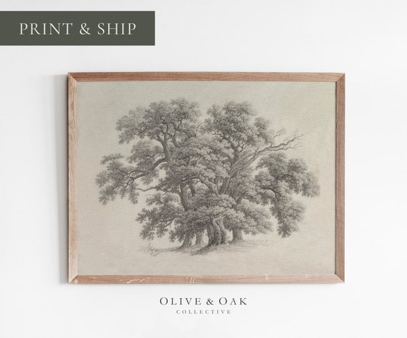 Vintage Oak Tree Sketch, Botanical Art Print