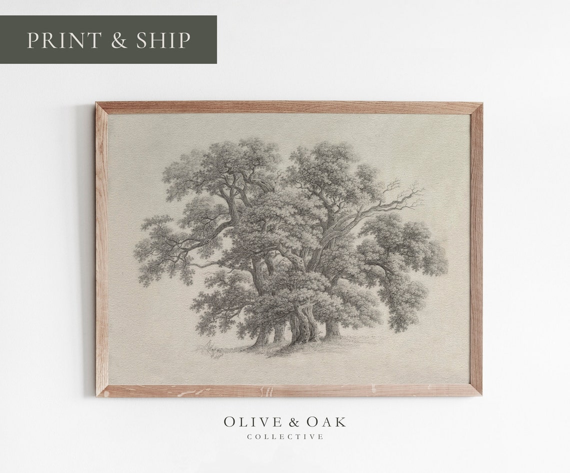 Vintage Oak Tree Sketch, Botanical Art Print