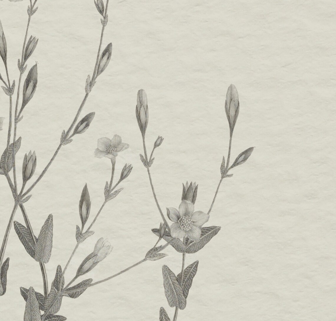 Neutral Botanical Drawing, Vintage Flower Sketch Poster - Image 4