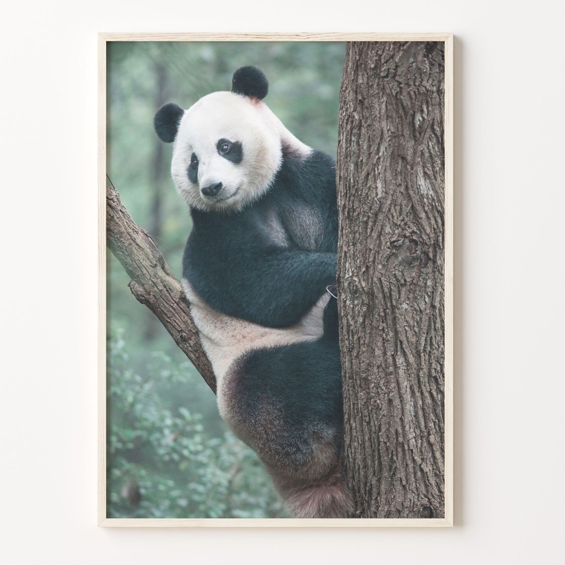 Giant Panda Climbing A Tree Wildlife Nature Photography Poster