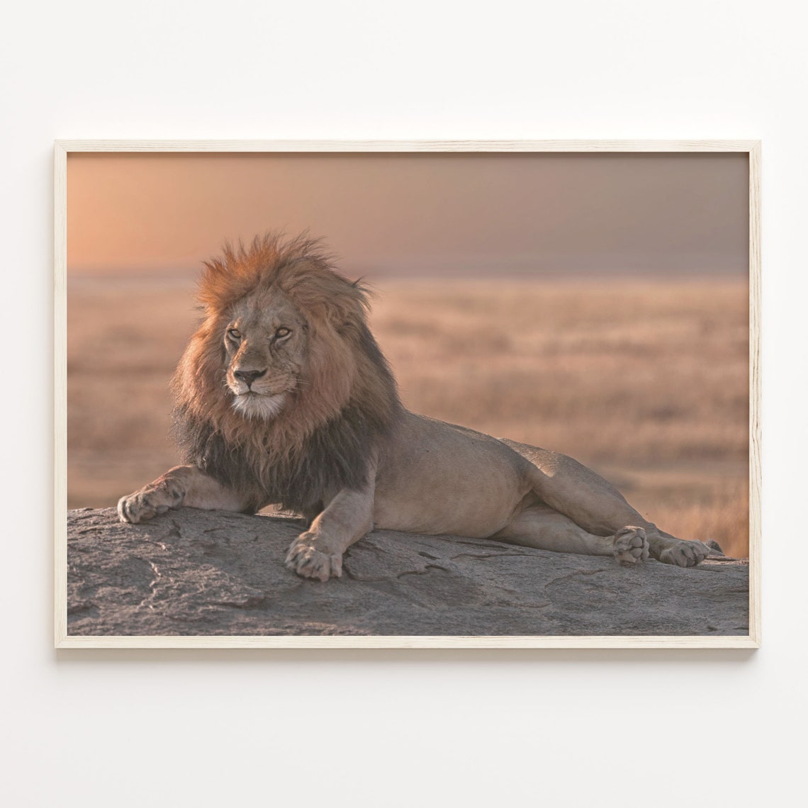 Majestic Male Lion Resting on Rock at Golden Sunset Savanna Poster