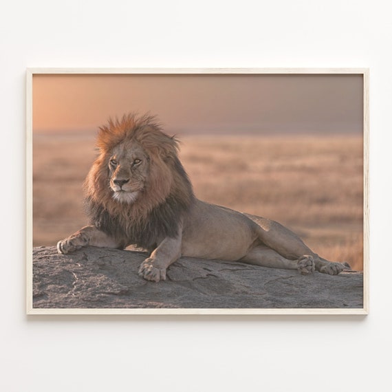 Lion Colorful Poster Print Lion Photo Wall Art Wall Art Boho Decor Colorful Wall Art Photography Poster Print C18 273